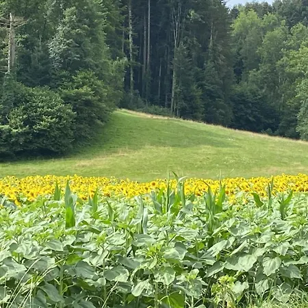 Maison Verte Nocleg ze śniadaniem *